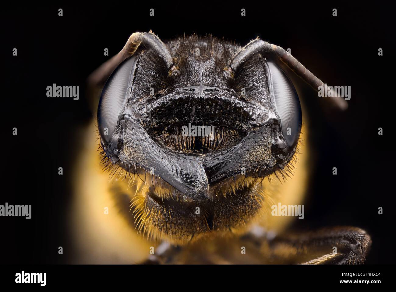 Portrait macro estremo a distanza ravvicinata della testa di un'ape isolata su sfondo nero Foto Stock