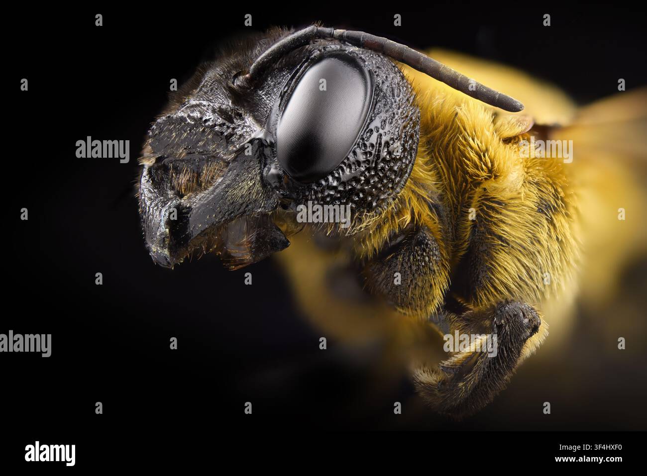 Ritratto macro dettagliato di un'ape su sfondo nero Foto Stock