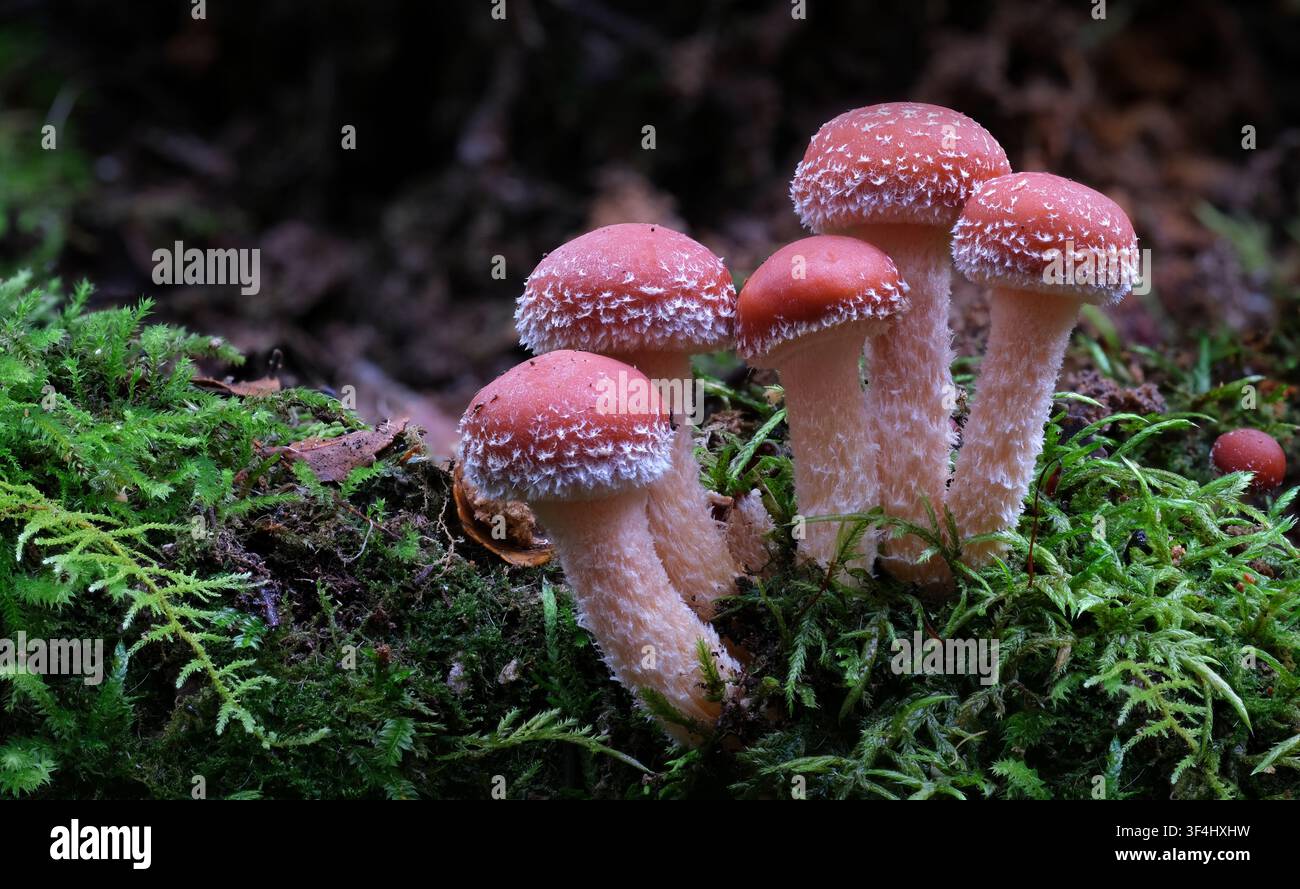 Un gruppo di cinque piccoli funghi Hypholoma australianum ricoperti di brina che crescono nel muschio sul suolo della foresta pluviale nella valle dello Styx, Tasmania, Australia Foto Stock