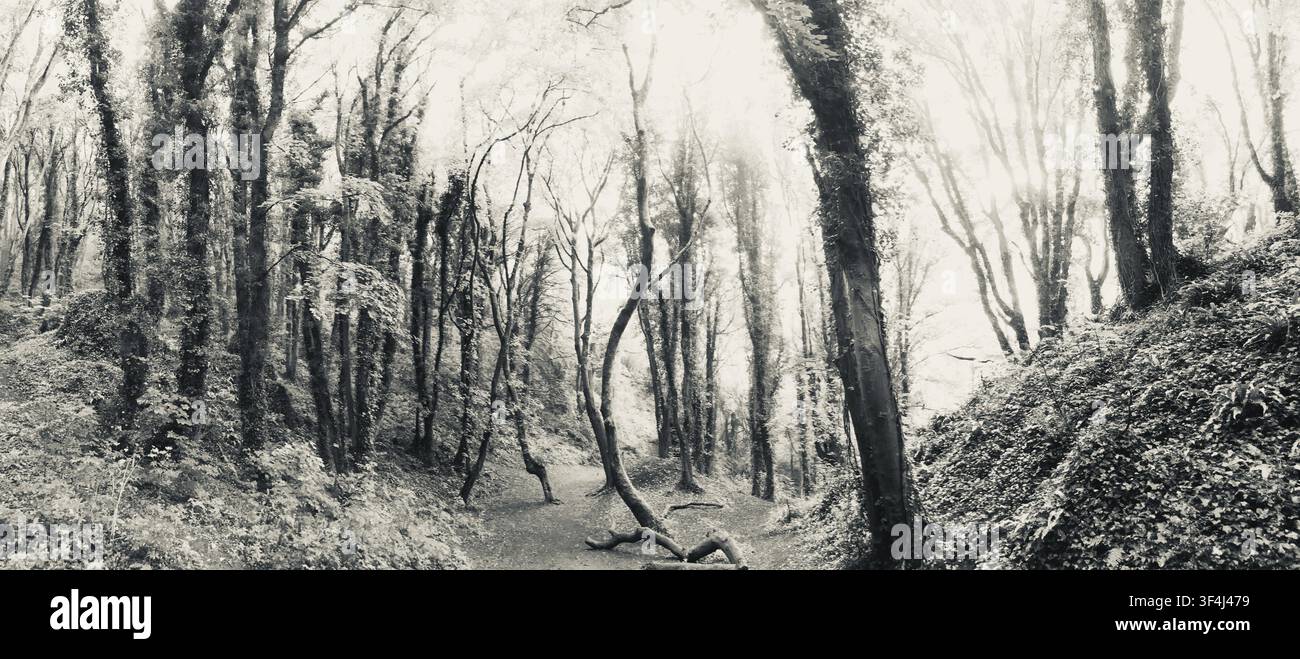 Foresta nebbiosa con alberi ingarbugliati su un sentiero, che crea un'atmosfera eterea e calma, Devon, Inghilterra, Regno Unito Foto Stock