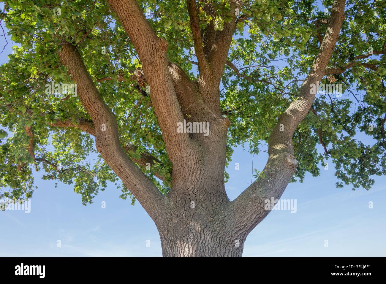 Un grande albero si erge in alto con rami spessi che si allargano ampiamente. La scena mostra un cielo blu chiaro e una luce solare brillante. È una veduta esterna in un ambiente naturale Foto Stock