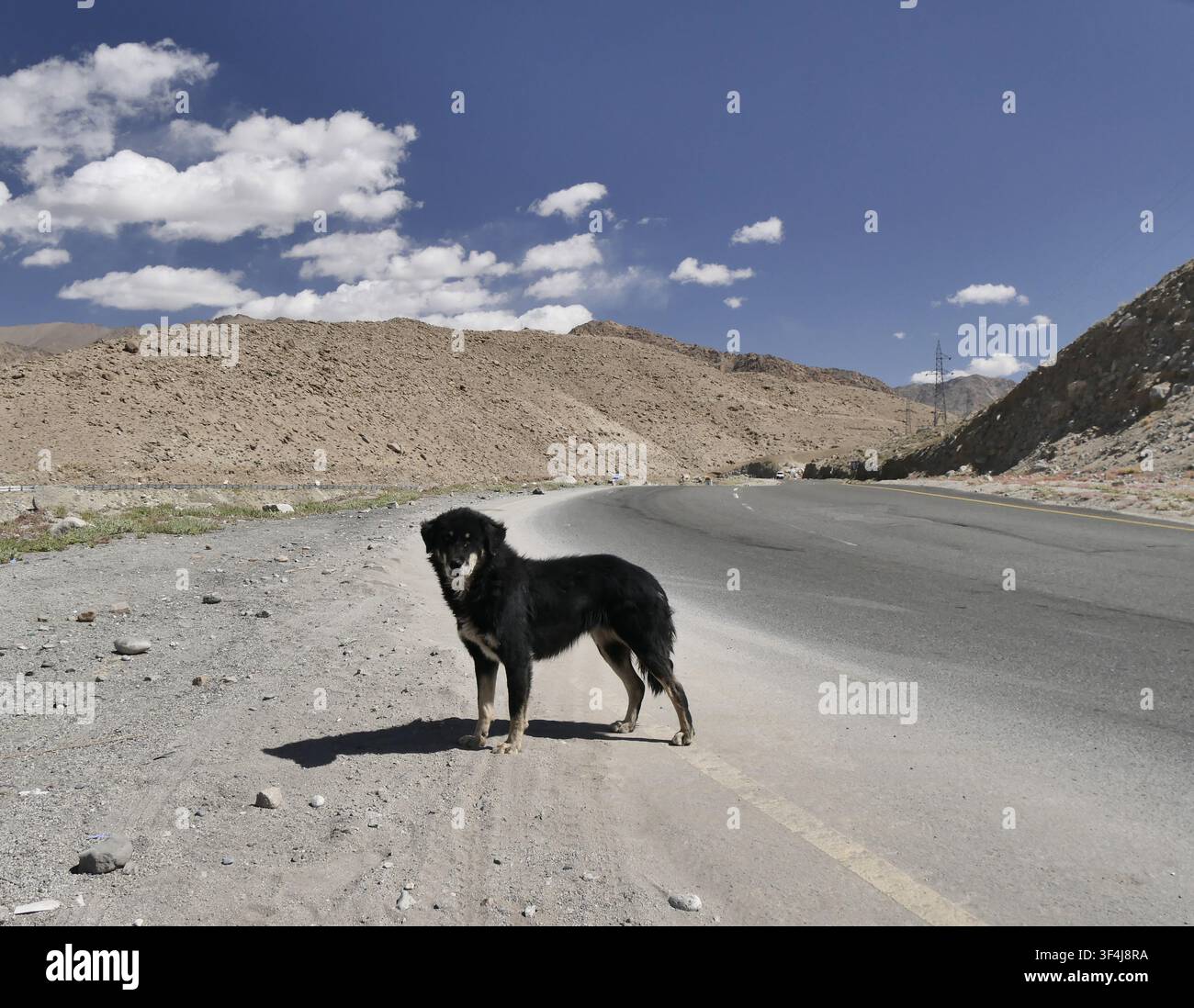 Canino nero solitario sulla strada nel freddo deserto del Ladakh Foto Stock