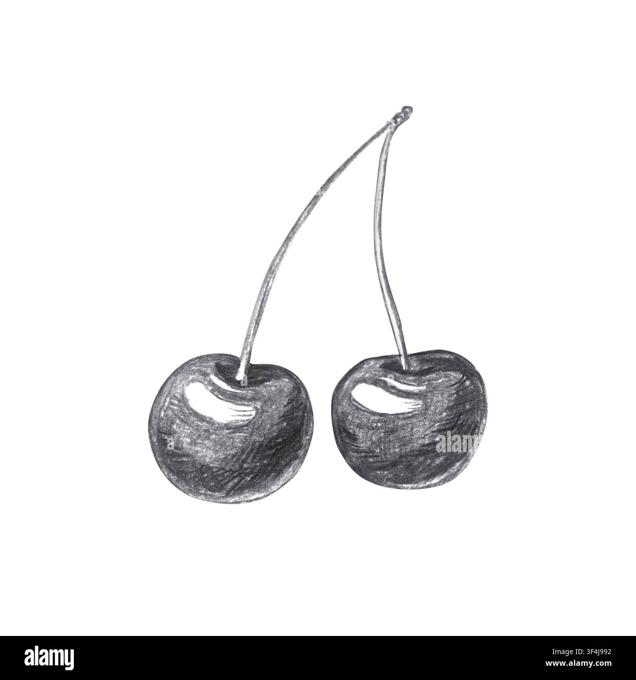 Due bacche di ciliegia mature con steli. Illustrazione di frutta organica al carbone nero disegnata a mano isolata su. Schizzo monocromo dettagliato realistico per botanica Foto Stock