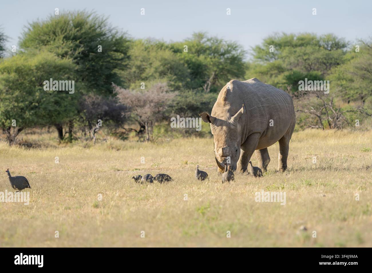 Rinoceronte bianco (Ceratotherium simum) ritratto di un maschio che pascola nella boscaglia africana. Vista a tutto corpo. Botswana, Africa Foto Stock