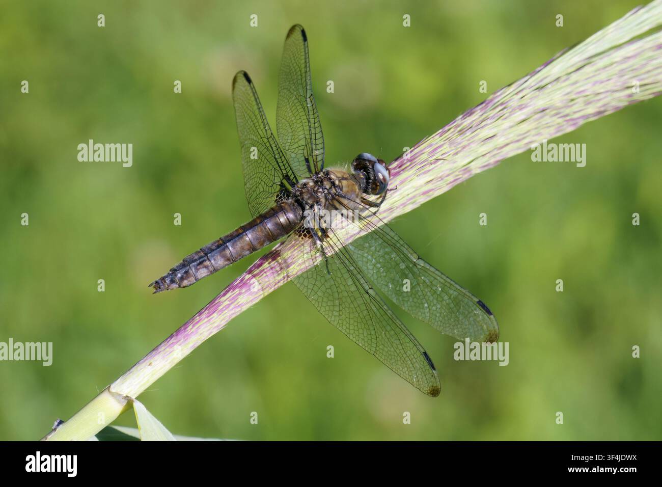 specie femmina anziana della rara libellula Libellula fulva, Libellulidae Foto Stock