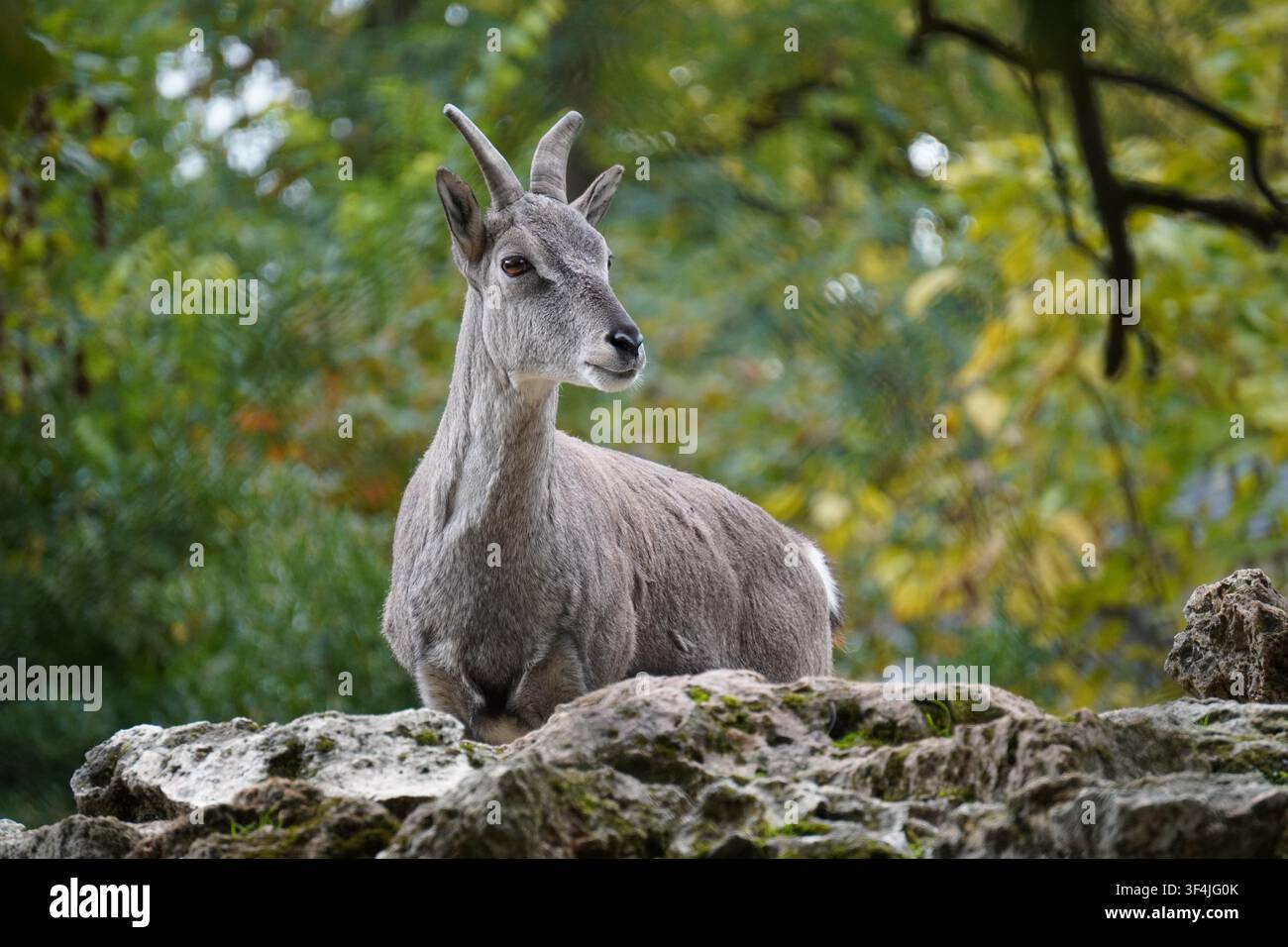 Un pecora blu dell'Himalaya (Bharal) dietro un ripido sporgente roccioso su uno sfondo sfocato di rigogliosa vegetazione forestale verde. Foto Stock