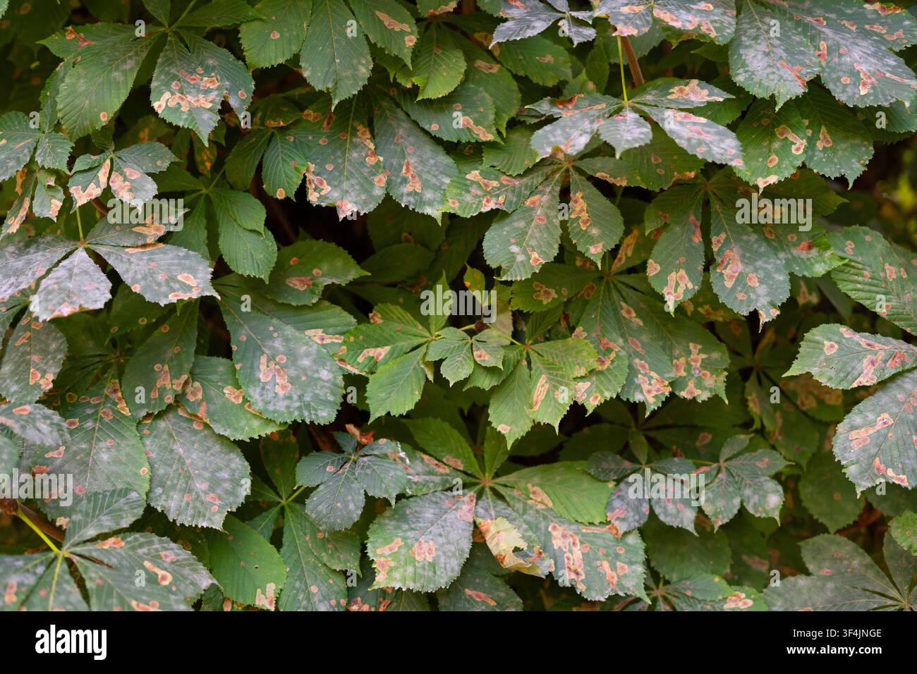 Primo piano di foglie di castagno selvatico infette da muffa polverulenta e danni da minatore fogliare, sfondo botanico di malattia delle piante Foto Stock