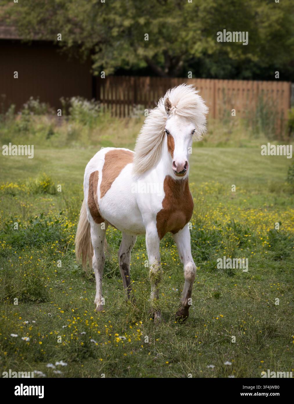 Cavallo islandese Pinto con una lunga criniera bianca che cammina attraverso un pascolo estivo con fiori selvatici. Foto Stock