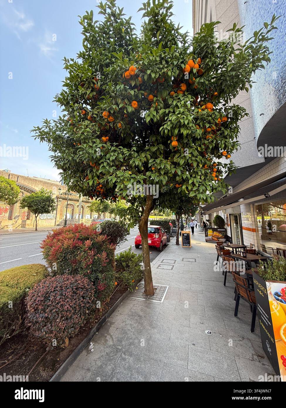 Albero di arance accanto a una terrazza di un caffè all'aperto su una strada cittadina a Vigo, Galizia, Spagna - Immagine stock catturata con smartphone
