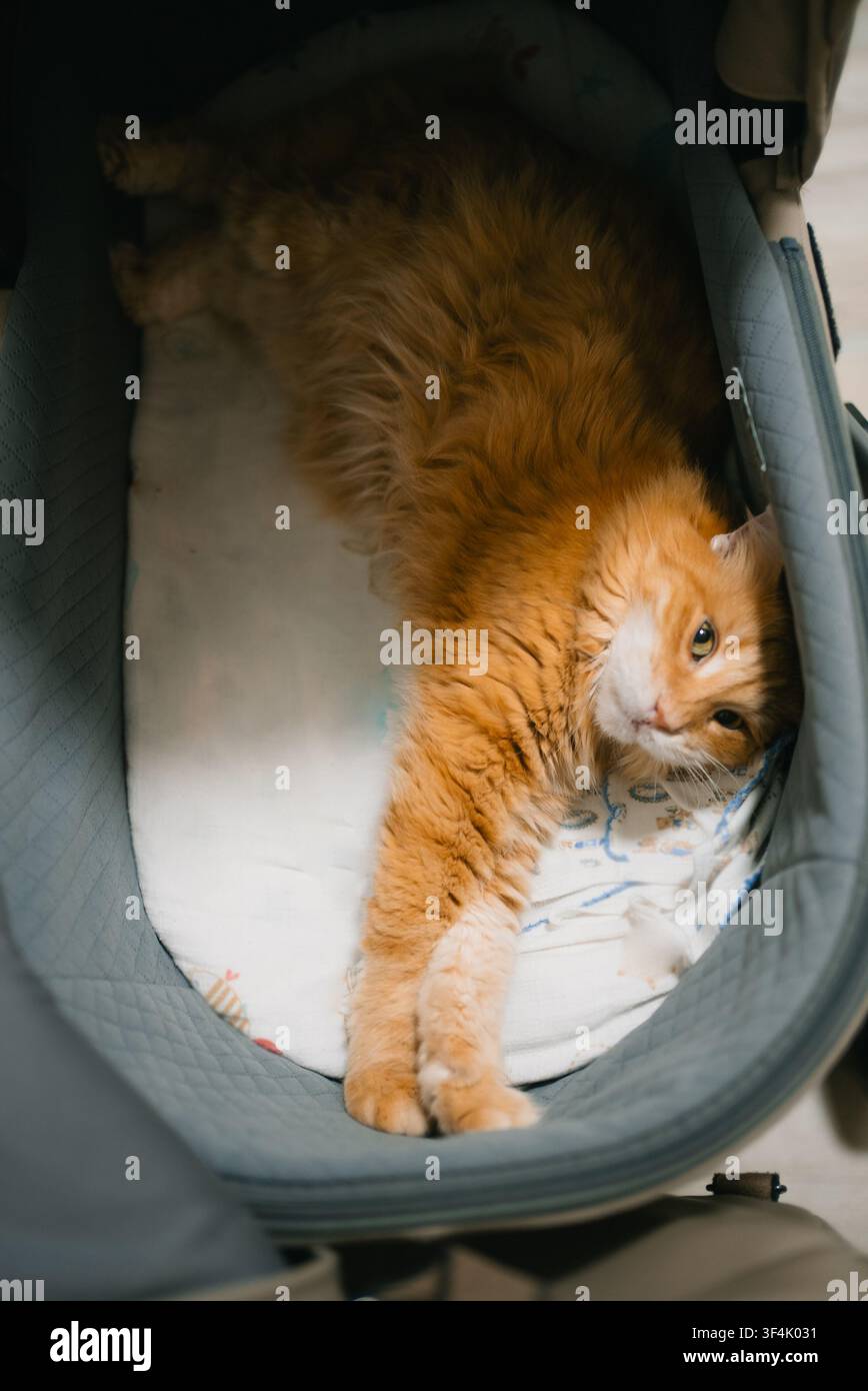 Gatto arancione soffice di razza tabby che gode di un sonno profondo mentre si distende comodamente in una culla per neonati, dimostrando come gli animali domestici si integrano nella vita familiare e trovino posti di riposo unici Foto Stock