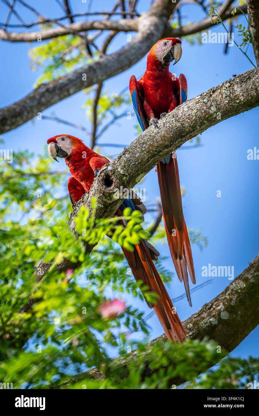 Una coppia di Parrocette ventrerosse, Tarcoles, Costa Rica Foto Stock