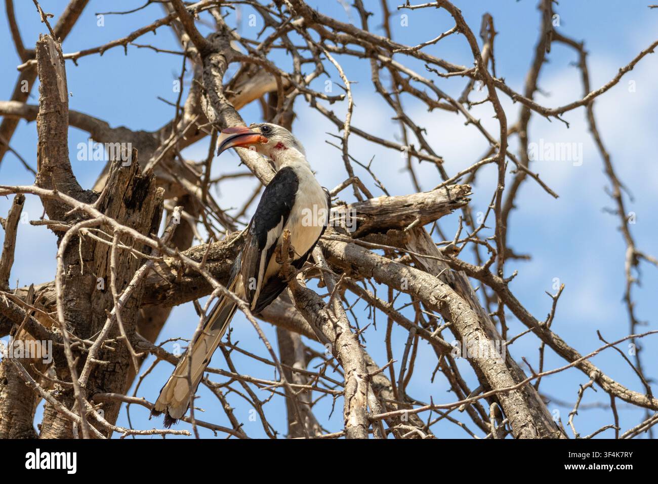 Tucano dal becco rosso africano che guarda indietro mentre è appollaiato su un ramo spinoso nel Parco Nazionale del Tarangire in Tanzania Foto Stock