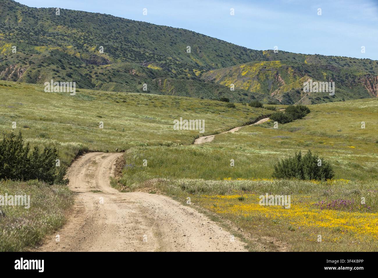 Strade sterrate attraverso la Carrizo Plain Foto Stock