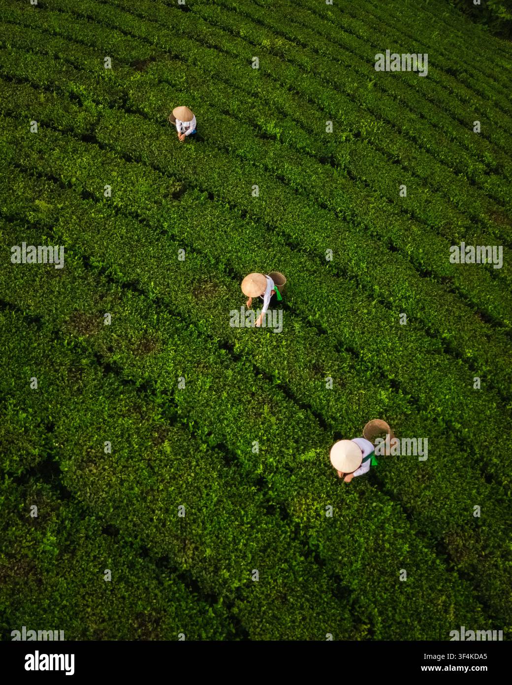 Veduta aerea della collina del tè di Long Coc con raccoglitori di tè che indossano cappelli conici tradizionali e lavorano nei rigogliosi campi di tè verdi di Long Coc, Phu Tho, Vietnam. Foto Stock