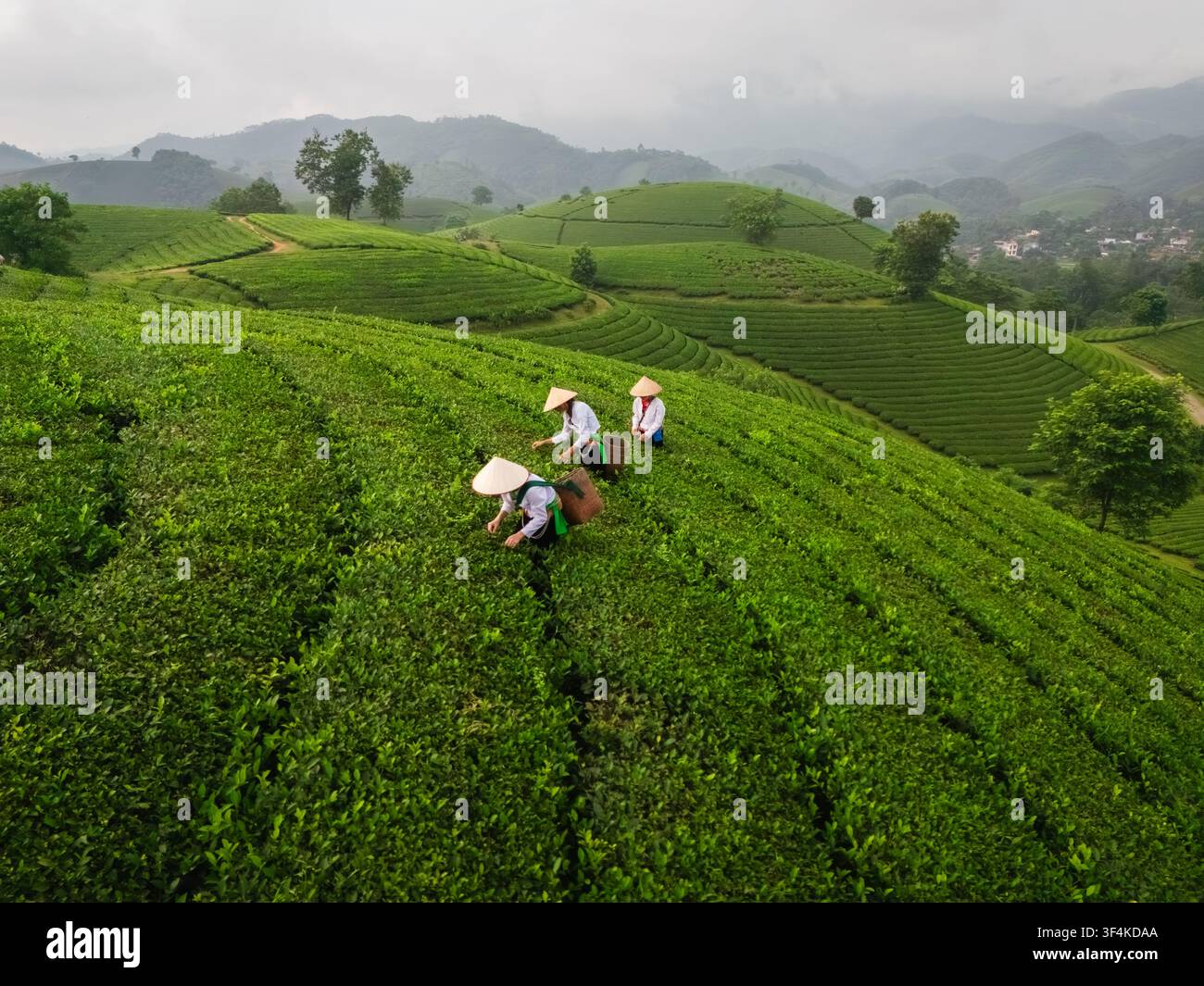 Vista aerea della collina del tè di Long Coc con lavoratori che indossano cappelli a cono e raccolgono foglie di tè su colline terrazzate verdi e lussureggianti a Long Coc, Phu Tho, Vietnam. Foto Stock