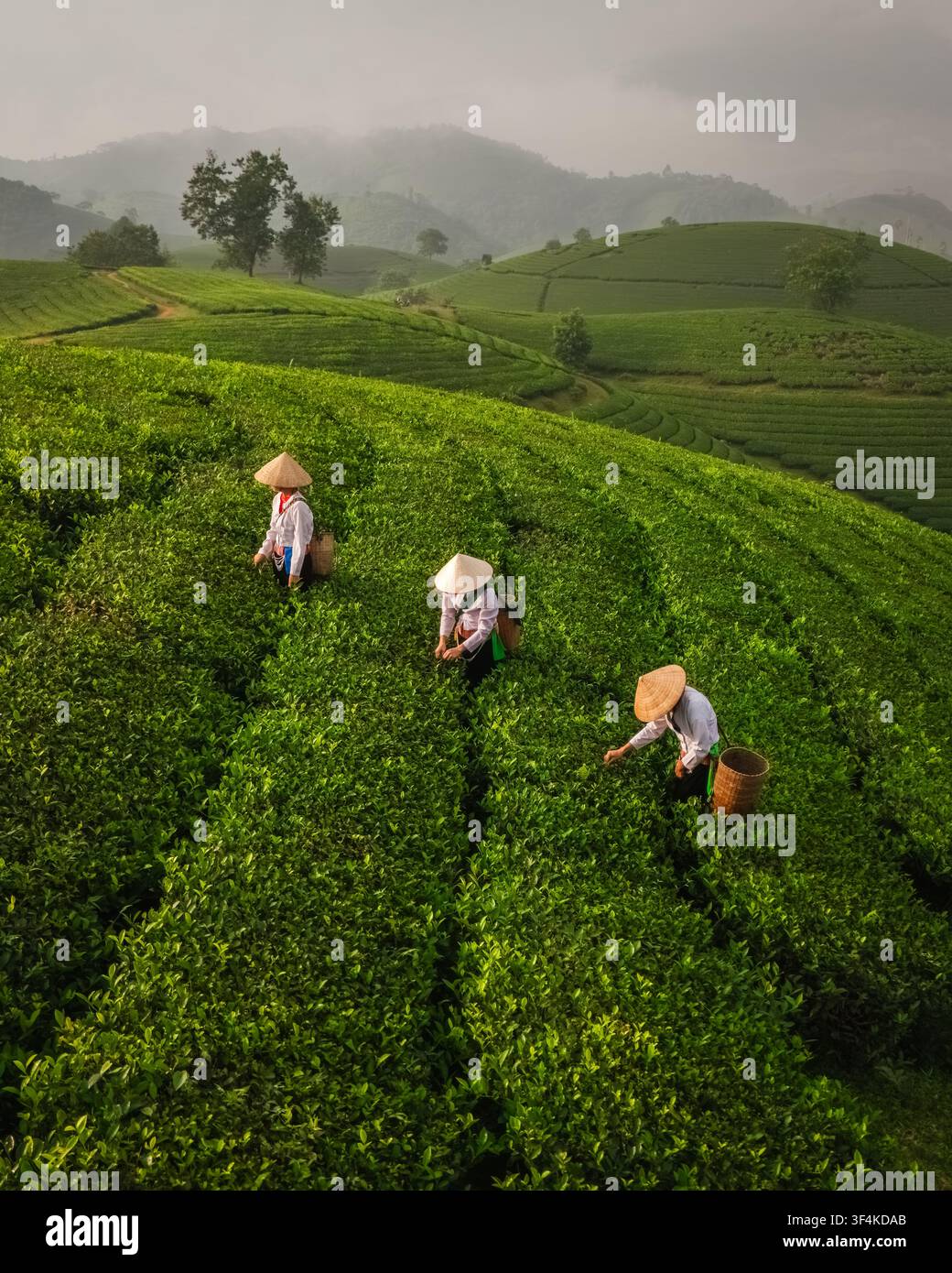 Vista aerea di raccoglitori di tè che indossano cappelli conici tradizionali e lavorano sui pendii verdi lussureggianti della collina del tè di Long Coc a Long Coc, Phu Tho, Vietnam. Foto Stock