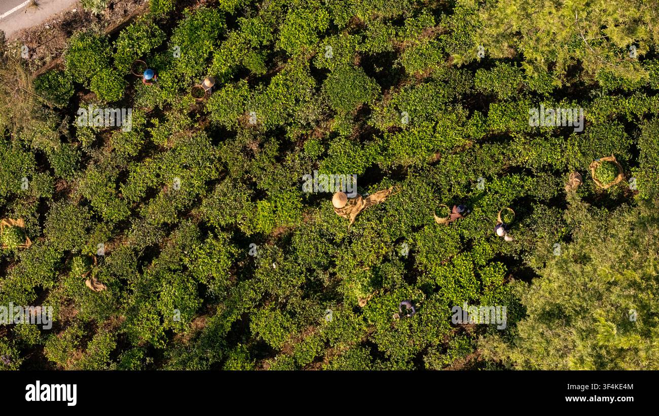 Vista aerea della piantagione di tè di Bedakah con lavoratori che indossano cappelli a cono e raccolgono foglie di tè in cesti a Kecamatan Kertek, Jawa Tengah, Indonesia Foto Stock