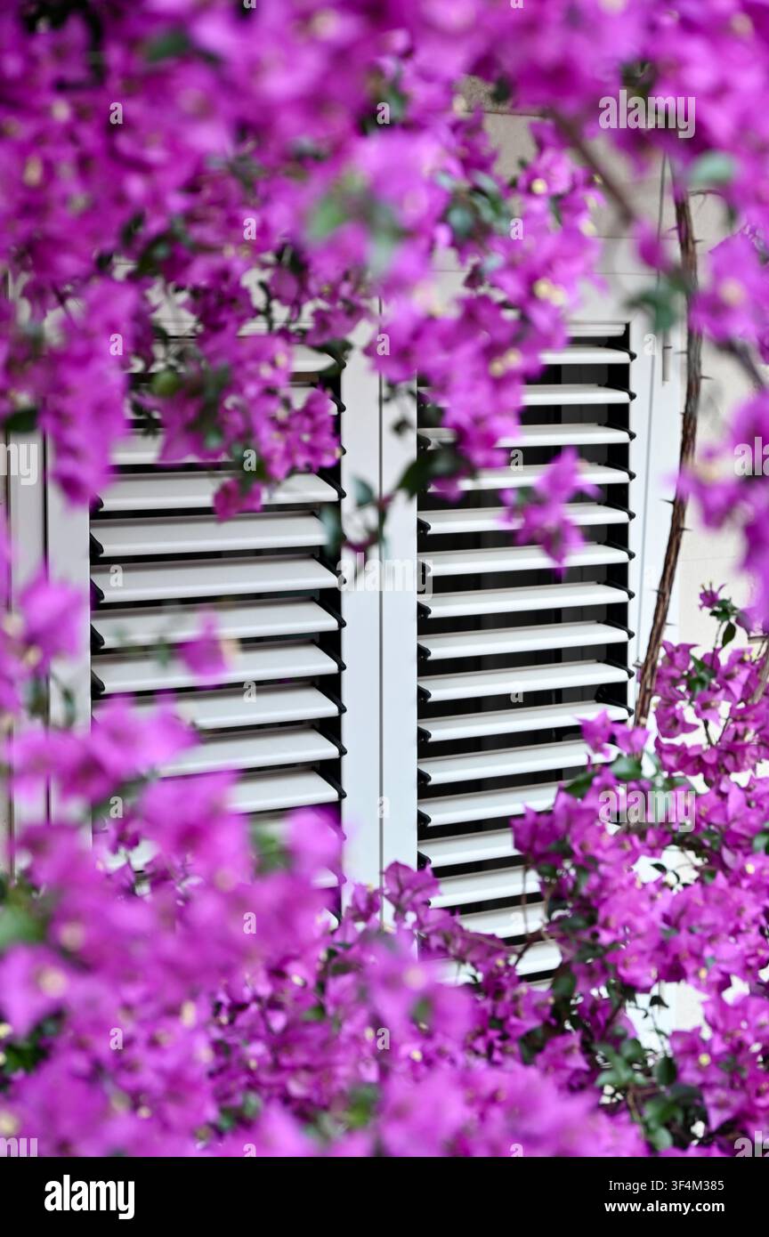 Uno scatto verticale pittoresco di fiori di bougainvillea viola brillante che sbocciano intorno a una finestra bianca classica con persiane in legno. Perfetto per design di stile di vita mediterraneo, concetti di viaggi estivi, visual di architettura europea e sfondi floreali. Foto Stock