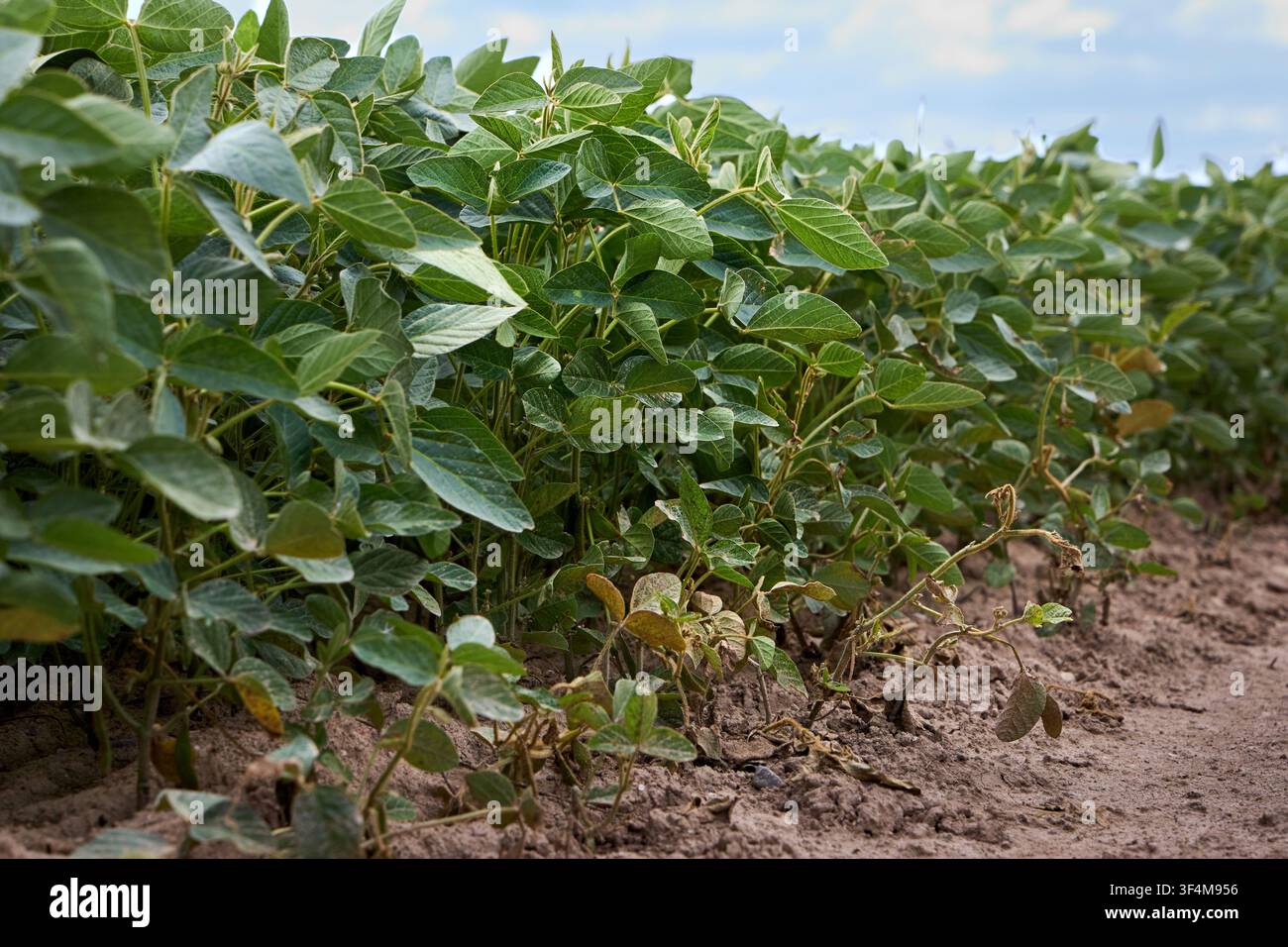 Filare di campo di soia verde rigoglioso sotto un cielo soleggiato, giovani piante fresche di Glycine max che crescono in condizioni di terreno fertile sano, estate biologica Foto Stock