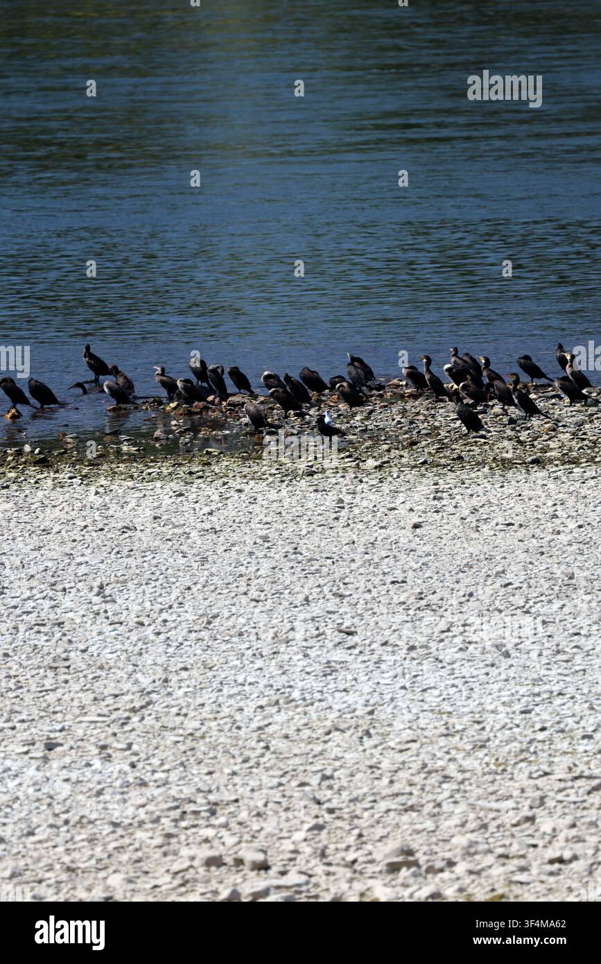 Immagine ad alta risoluzione di uno stormo di uccelli acquatici riuniti lungo la riva di un lago, che mostra un comportamento di gruppo naturale in un habitat di acqua dolce. Foto Stock