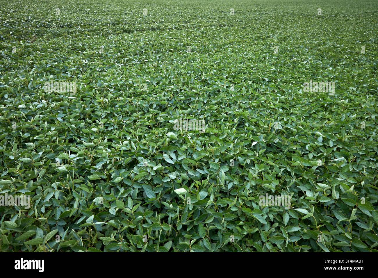 File di campo di soia verdeggianti si estendono sotto il sole luminoso dell'estate, mostrando una vegetazione sana, coltivazione biologica, agricoltura industriale su larga scala, agr Foto Stock