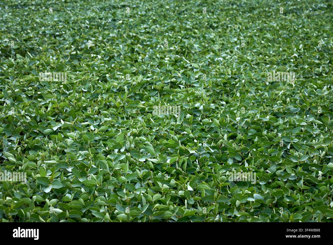 File di campo di soia verdeggianti si estendono sotto il sole luminoso dell'estate, mostrando una vegetazione sana, coltivazione biologica, agricoltura industriale su larga scala, agr Foto Stock