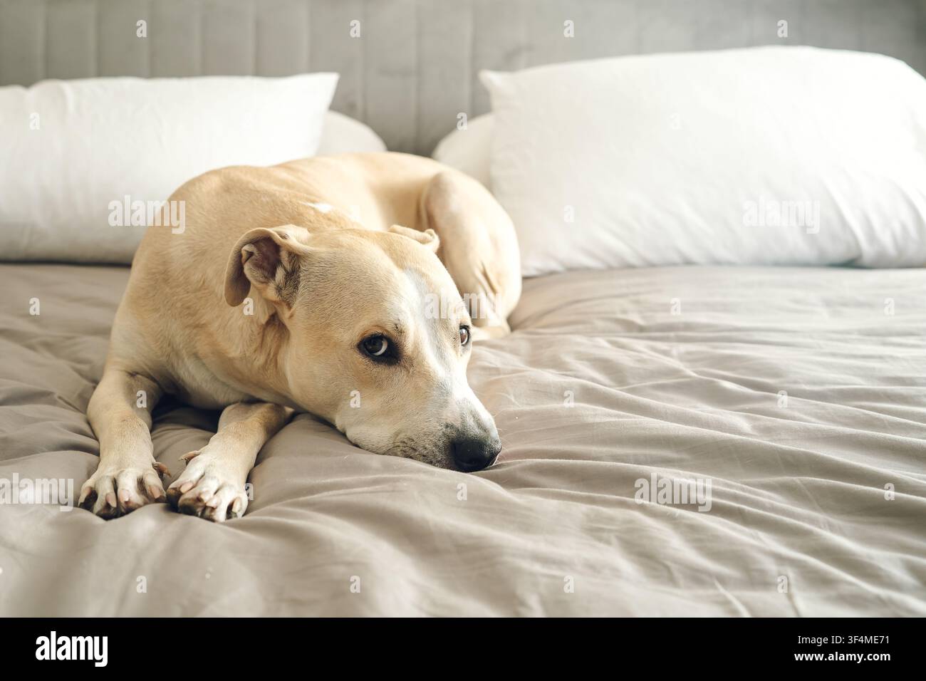 Cane pitbull marrone chiaro sdraiato su un letto comodo, che guarda con occhi tristi Foto Stock