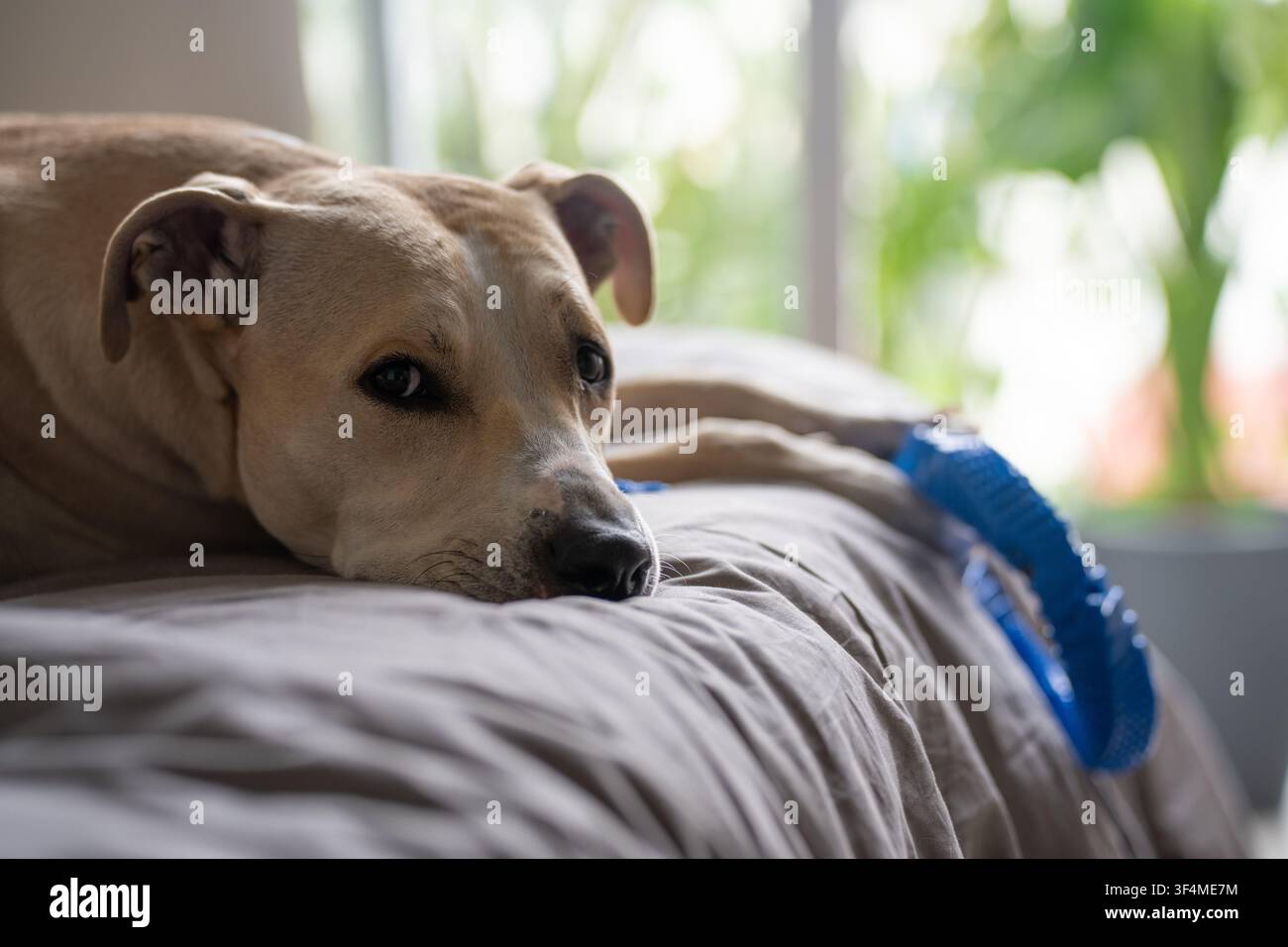Cane Pitbull sdraiato su lenzuola sgualcite con un giocattolo da masticare blu nelle vicinanze Foto Stock