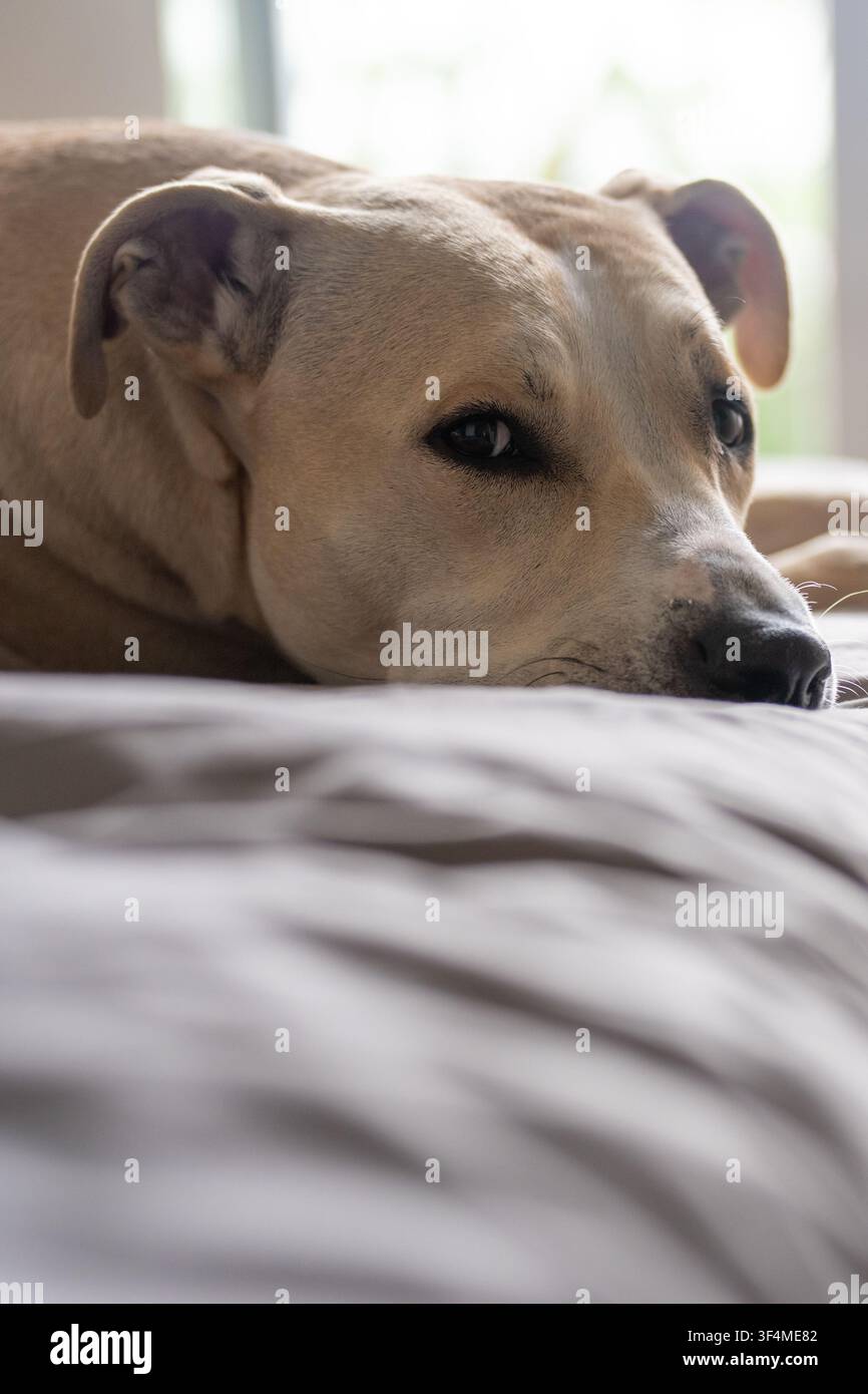 Cane Pitbull marrone e bianco che giace pacificamente su un letto comodo con un'espressione calma Foto Stock