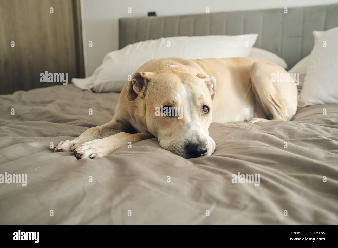 Cane Pitbull sdraiato su lenzuola sgualcite con occhi marroni che mostrano un'espressione triste Foto Stock
