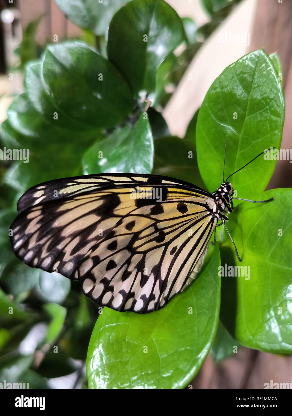 Primo piano di una farfalla lanterna di carta (Idea leuconoe) con ali bianche e nere posata su foglie verdi vibranti di una pianta tropicale. - Immagine stock catturata con smartphone