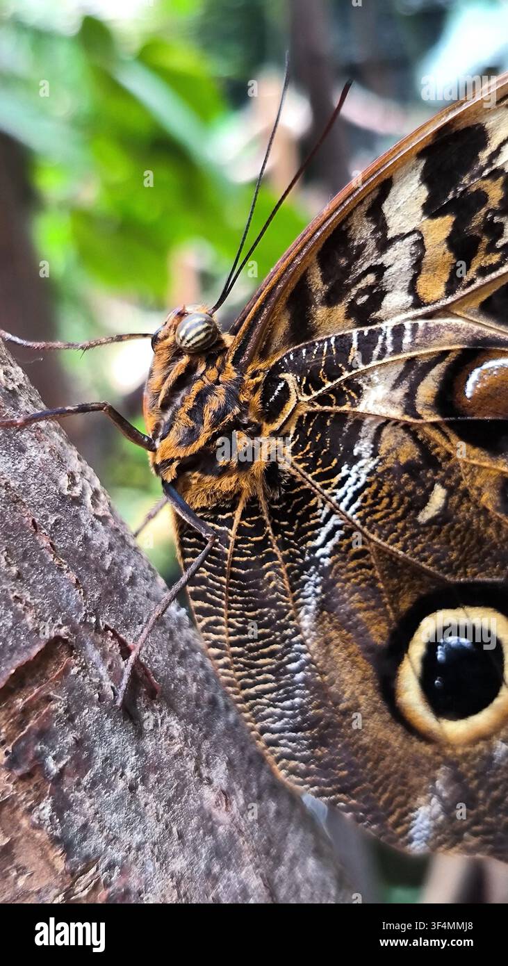 Profilo macro estremo di una farfalla notturna (Caligo) appoggiata su un tronco d’albero, che mostra il suo occhio striato e il motivo dettagliato dell’ala con una macchia oculare - Immagine stock catturata con smartphone