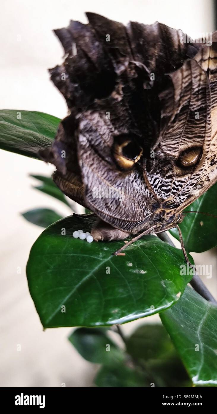 Una farfalla notturna (Caligo) depone uova bianche sferiche su una foglia verde lucida, dimostrando un ciclo biologico educativo in primo piano. - Immagine stock catturata con smartphone