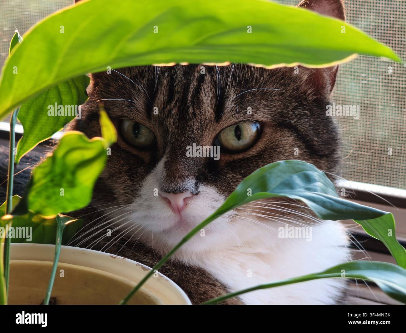 Un gatto domestico tigrato che si nasconde dietro le foglie di piante d'appartamento verdi, simboleggiando curiosità, istinti predatori, mistero e sicurezza domestica. Foto Stock