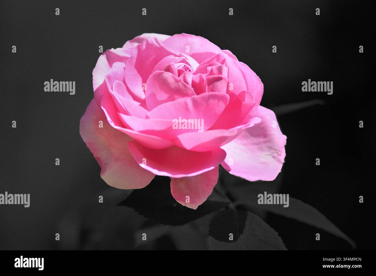 Rosa rosa nel Royal Botanical Garden di Madrid, Spagna Foto Stock