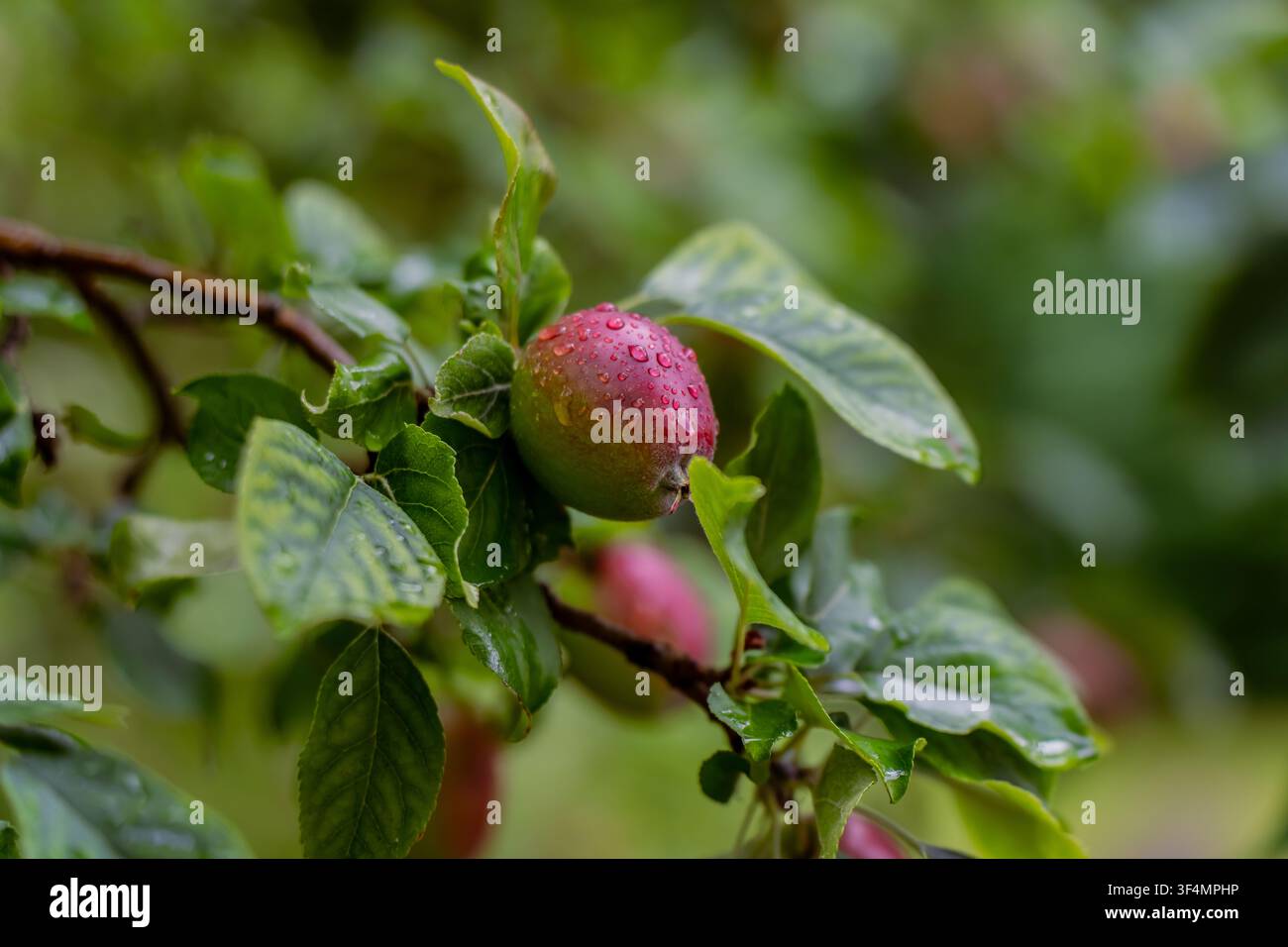 Mela fresca e matura ricoperta di gocce di pioggia scintillanti che cresce su un ramo d'albero rappresentante l'orticoltura biologica, la coltivazione della frutta e il rendimento del raccolto Foto Stock