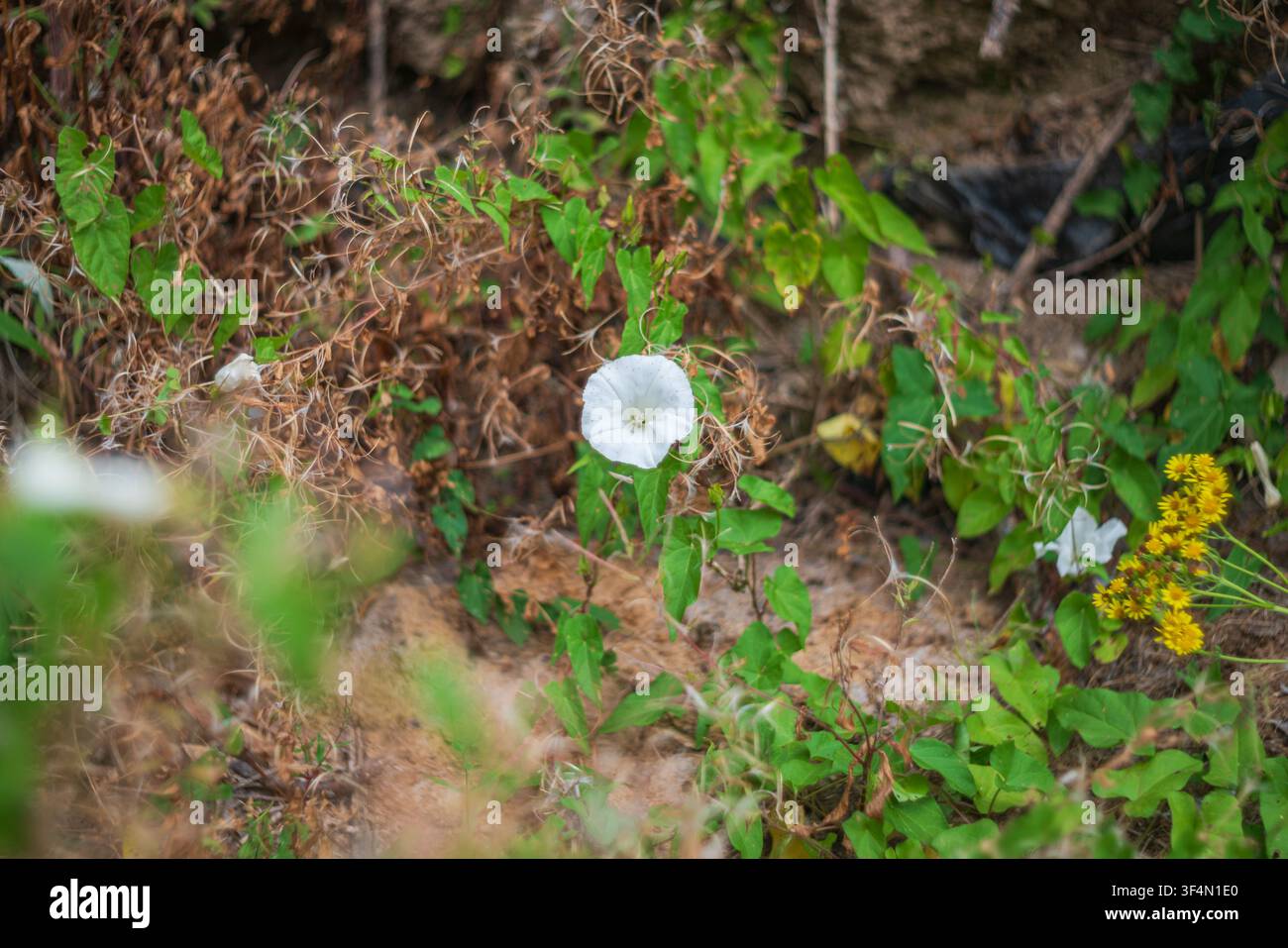 Un primo piano di una delicata fiore bianca di convolvolo dei siepi, nota anche come Calystegia sepium, che fiorisce tra il fogliame verde e gli steli secchi. Foto Stock