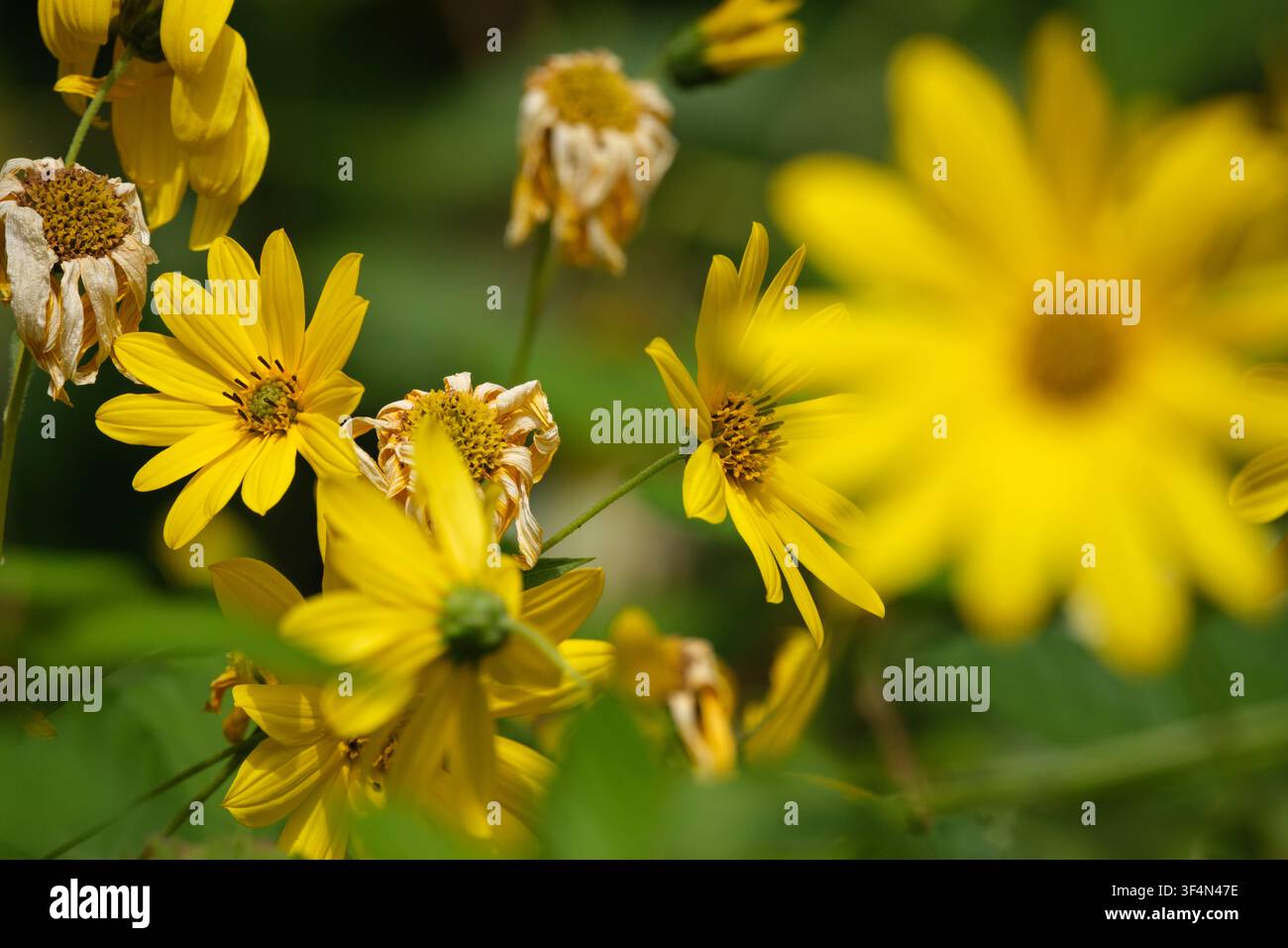 Fiori selvatici che crescono accanto al ruscello nella città di mercato di Romsey nell'Hampshire, Inghilterra. Primo piano delle teste di fiore Foto Stock