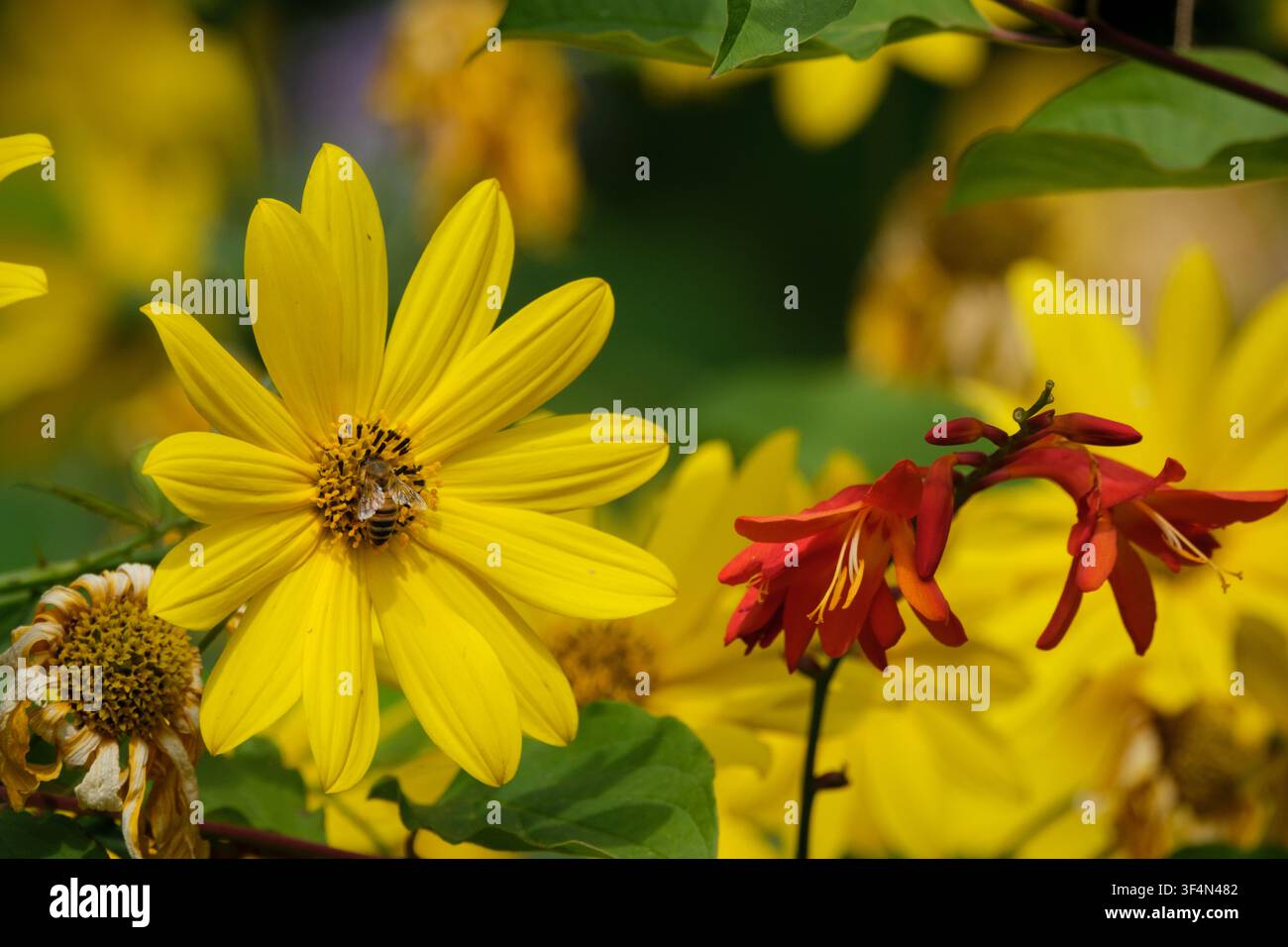 Fiori selvatici che crescono accanto al ruscello nella città di mercato di Romsey nell'Hampshire, Inghilterra. Primo piano delle teste di fiore con un'ape che raccoglie polline Foto Stock