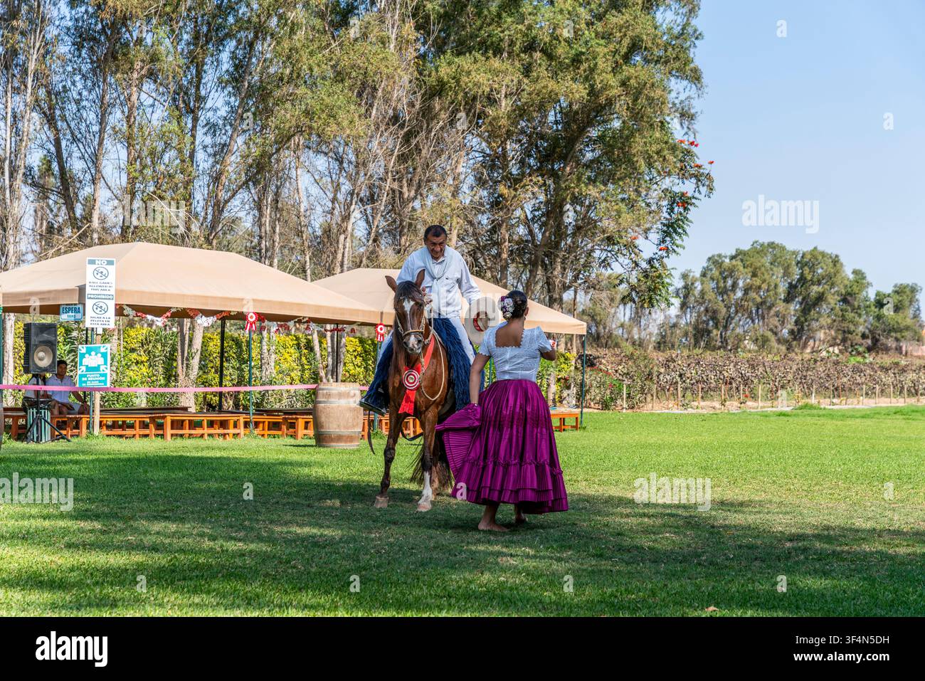 Cavallo Paso tradizionale peruviano, cavaliere e ballerina Marinera che si esibiscono all'aperto in un luogo di campagna con folklore. Foto Stock
