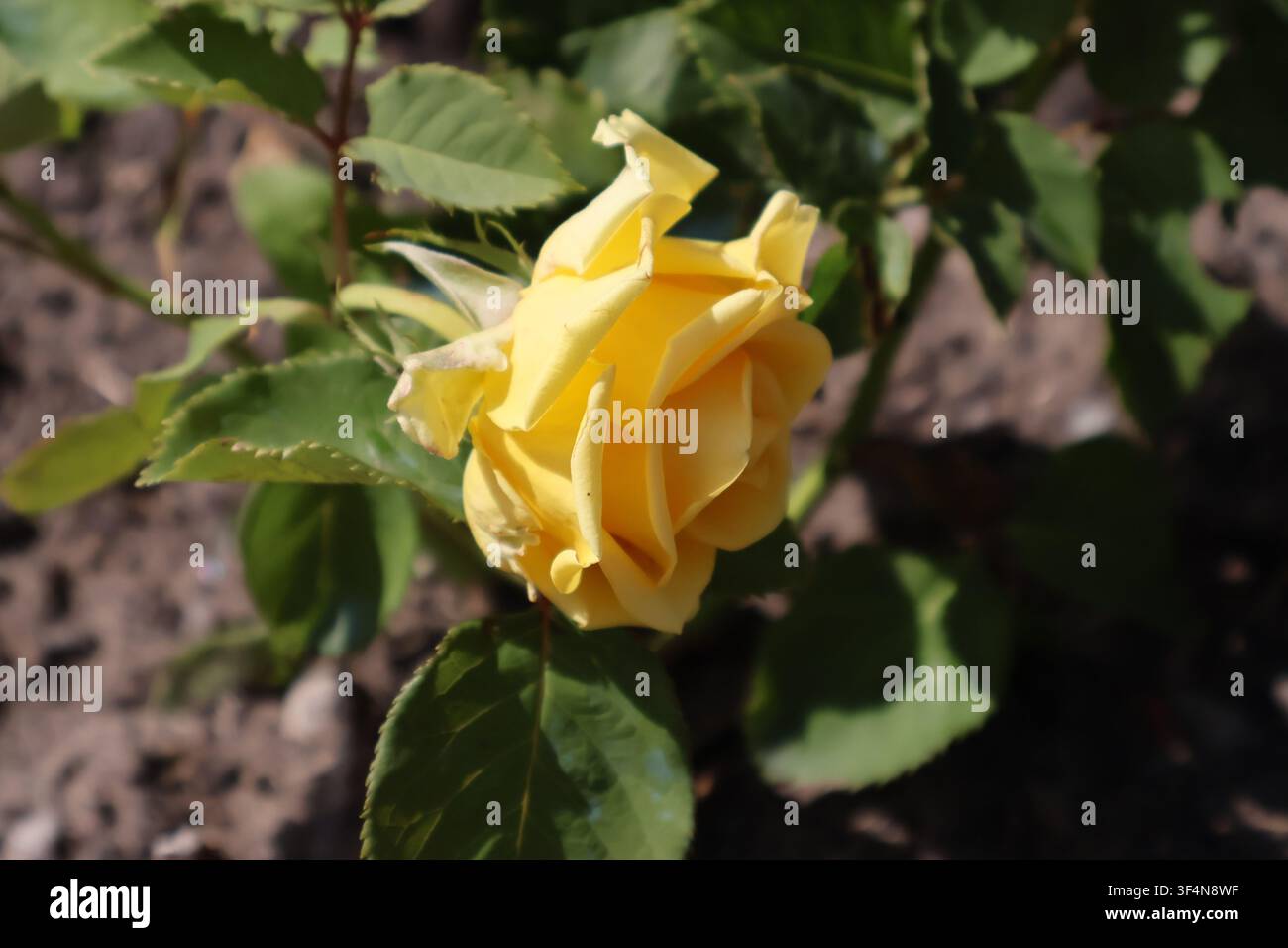 Prima piano di un fiore di rosa giallo in fiore su un cespuglio con foglie verdi in un contesto di giardino Foto Stock