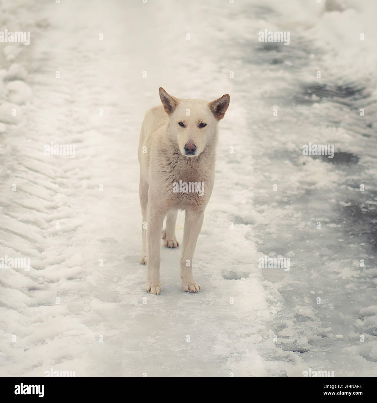 Un cane bianco solitario si trova su un sentiero innevato e ghiacciato durante il tempo invernale Foto Stock