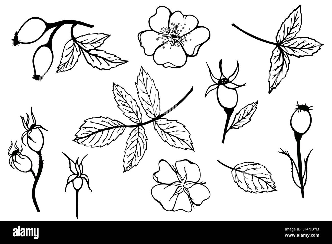 Set vettoriale minimale di rami di rosa canina, foglie, fiori, gemme e bacche in stile lineare elegante. Elementi botanici per branding, packaging, carteria e stampa. Illustrazione Vettoriale