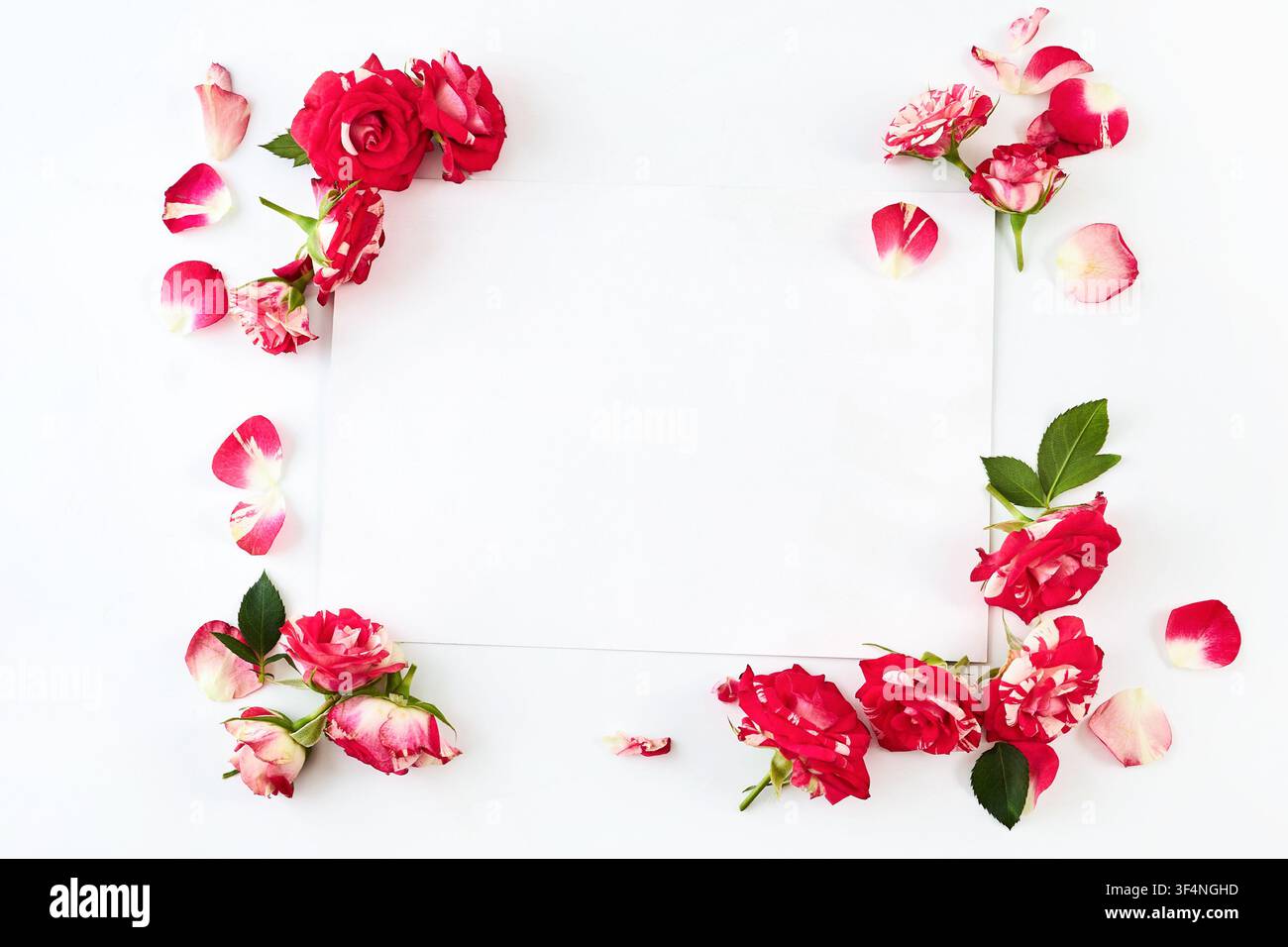 Foglio di carta bianco vuoto con cornice di rose rosse Foto Stock
