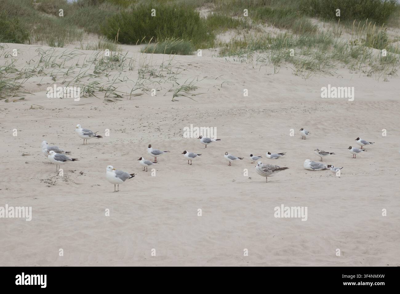 Schiarpa di gabbiani sulle dune di sabbia vicino al Mar Baltico Foto Stock