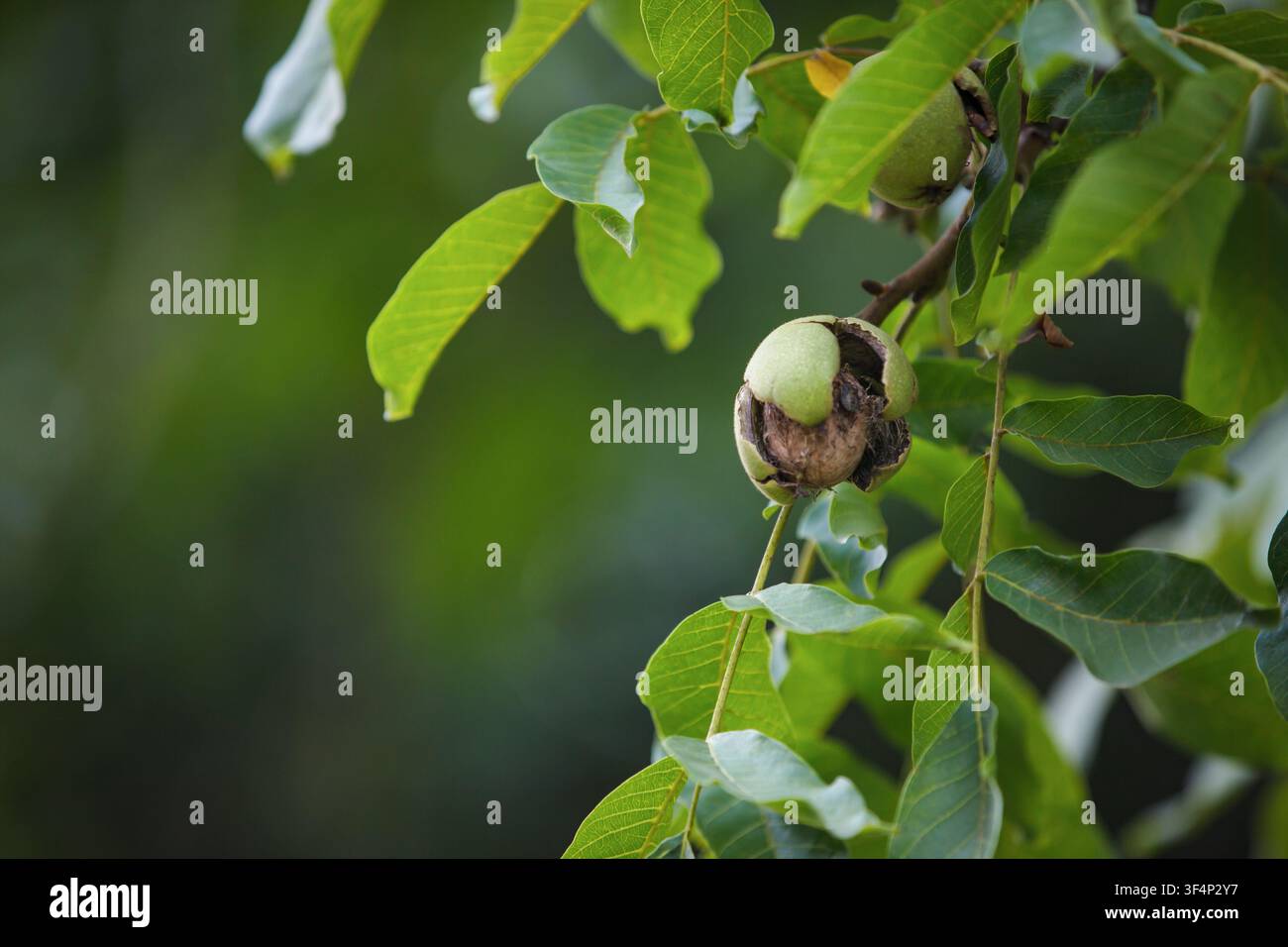 Una noce marrone matura che si apre dal suo guscio verde del pericarpo su un ramo frondoso durante la stagione della raccolta autunnale nella luce naturale soffusa. Foto Stock