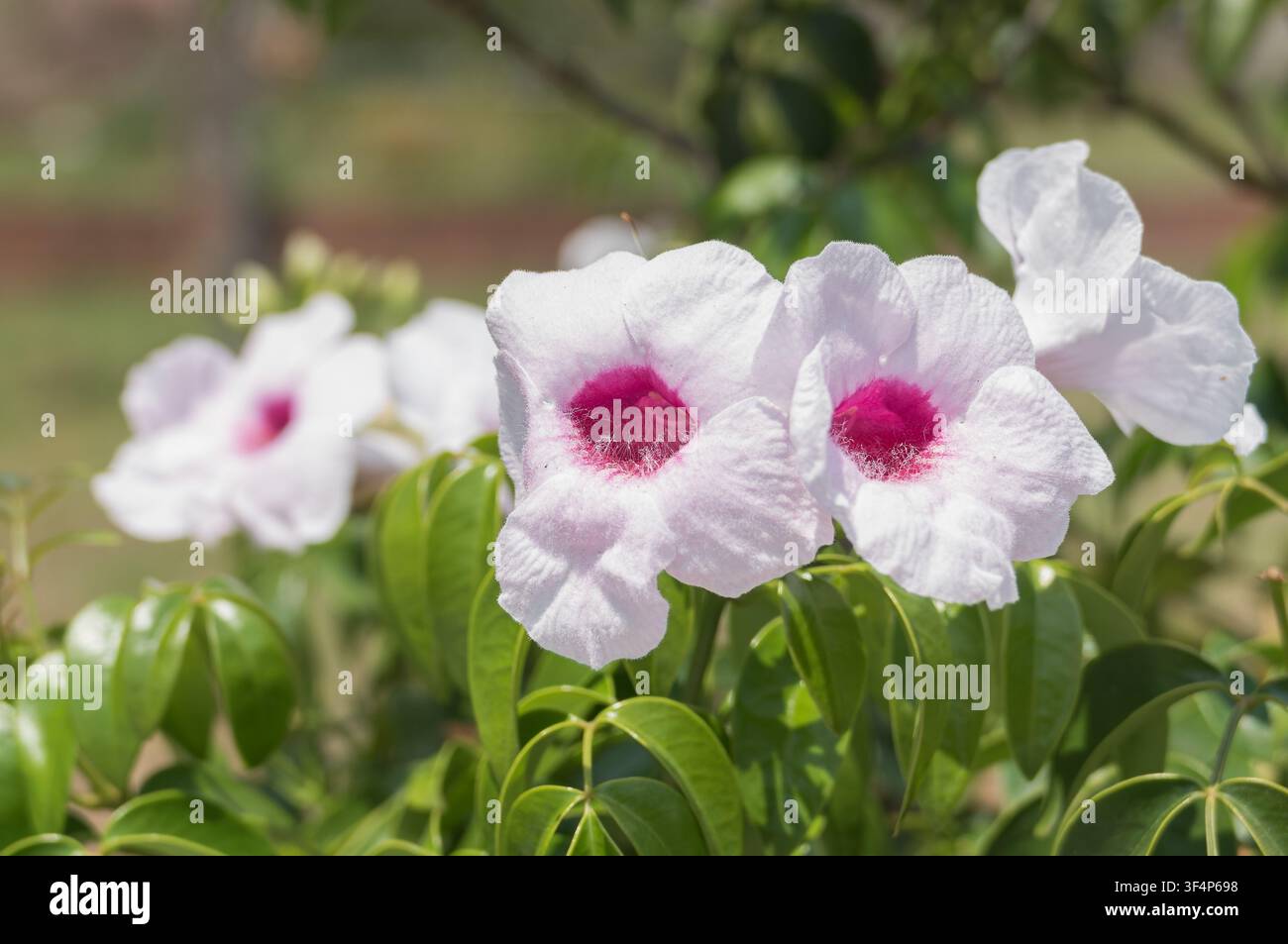 Primo piano di fiori di vite Bower bianchi in fiore con centri rosa e foglie verdi nella morbida luce naturale Foto Stock