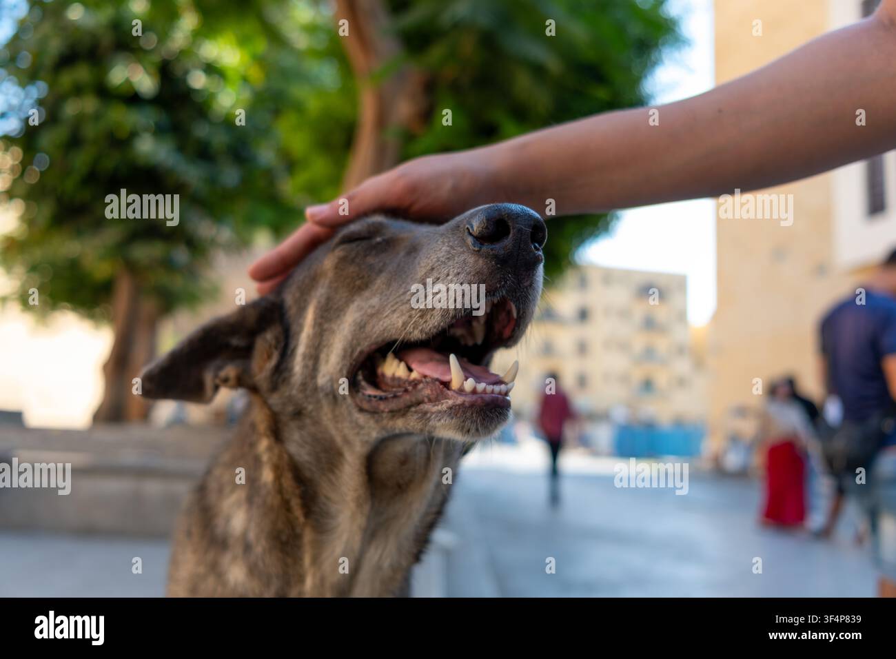 Cane di strada egiziano baladi che si gode una grattatina sulla testa, Il Cairo islamico, Egitto Foto Stock