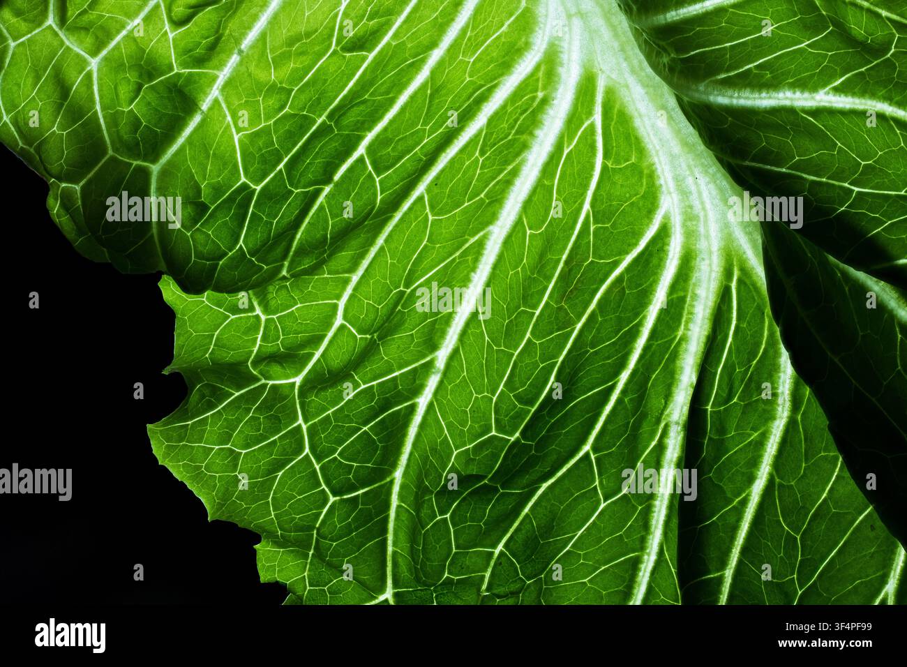 Prima pianata che evidenzia l'intricato motivo delle venature di una foglia di lattuga verde vibrante su sfondo nero Foto Stock