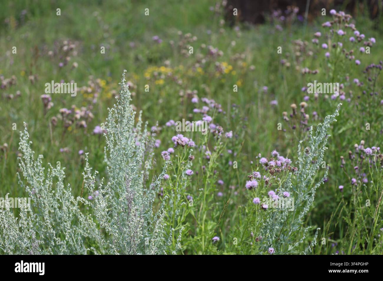 piccoli fiori viola adornano gli steli della prateria di erba alta naturale (primo piano) Foto Stock